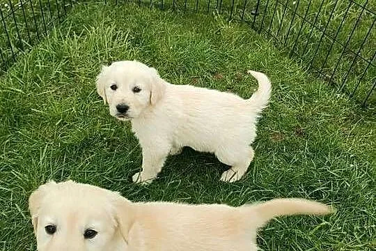 Golden Retriever szczeniak, Lubelskie, Lublin