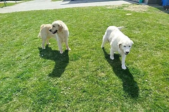 Golden Retriever szczeniak, Lubelskie, Lublin