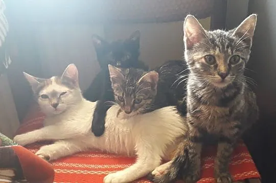 Oddam 5 kotów (3 koty,2 kotki), Chełm