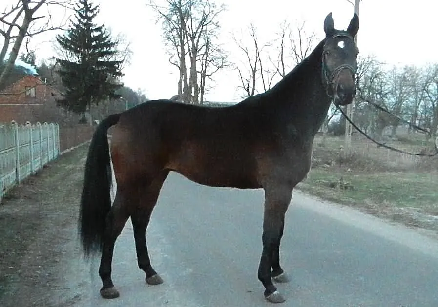 Gniady wałach WLKP