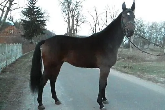 Gniady wałach WLKP