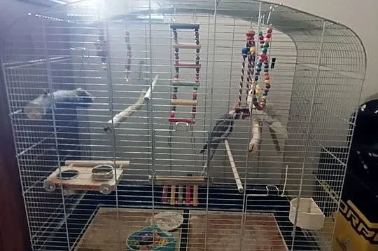 Para nimf wraz z klatks, Lubuskie, Brzeźno