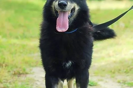 adoptuj ! :) ,  Kundelki cała Polska