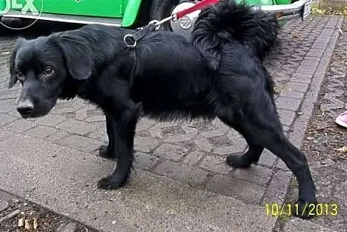 Dwa psy proszą o dom choćby tymczasowy...,  śląski