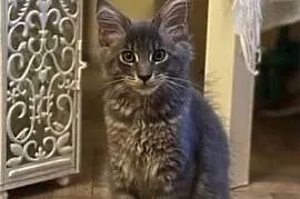 Kotki Maine Coon