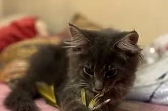 Kotki Maine Coon, Mazowieckie, Warszawa