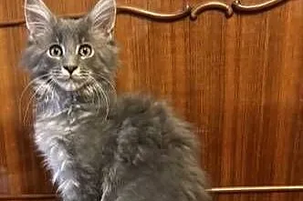 Kotki Maine Coon, Mazowieckie, Warszawa