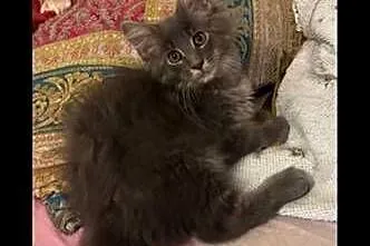 Kotki Maine Coon, Mazowieckie, Warszawa