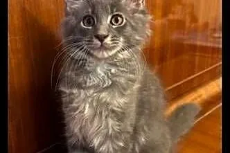 Kotki Maine Coon, Mazowieckie, Warszawa
