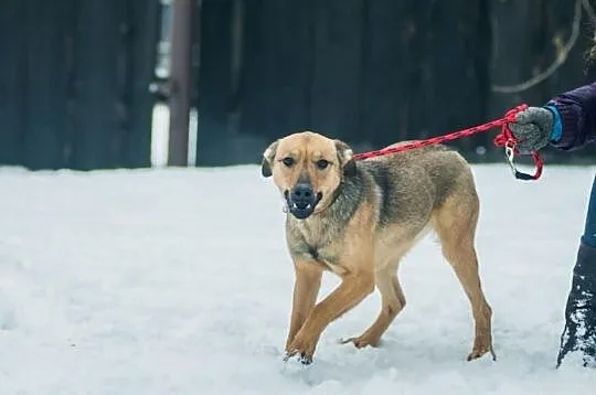 Młoda, wesoła Szila, owczarkowata panna do adopcji!