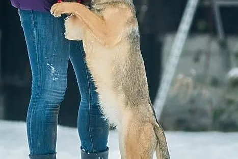 Młoda, wesoła Szila, owczarkowata panna do adopcji