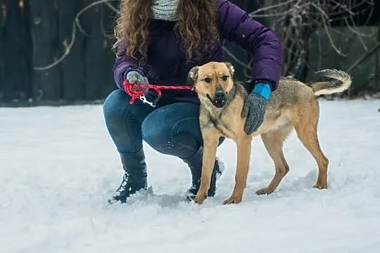 Młoda, wesoła Szila, owczarkowata panna do adopcji