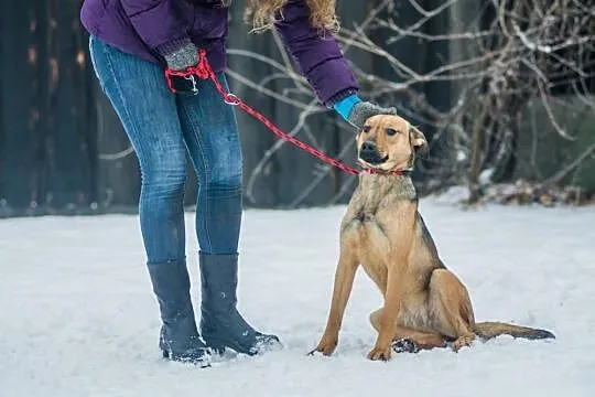 Młoda, wesoła Szila, owczarkowata panna do adopcji