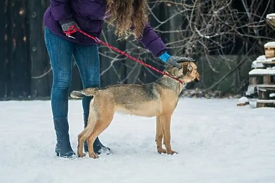 Młoda, wesoła Szila, owczarkowata panna do adopcji