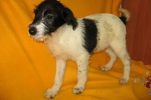Malenki 3 miesieczny szorstkowlosy piesek,adopcja!!,  świętokrzyskie Kielce