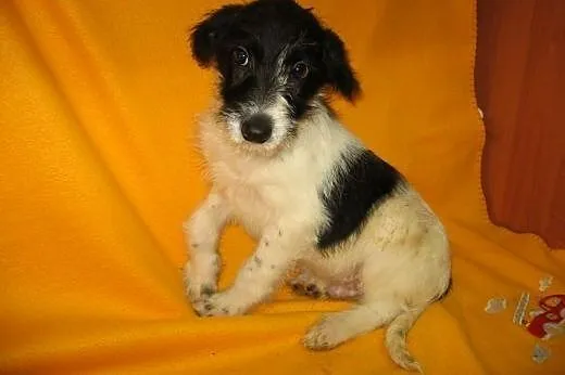 Malenki 3 miesieczny szorstkowlosy piesek,adopcja!