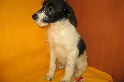 Malenki 3 miesieczny szorstkowlosy piesek,adopcja!