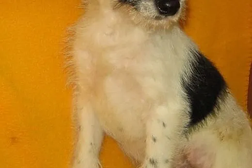 Malenki 3 miesieczny szorstkowlosy piesek,adopcja!