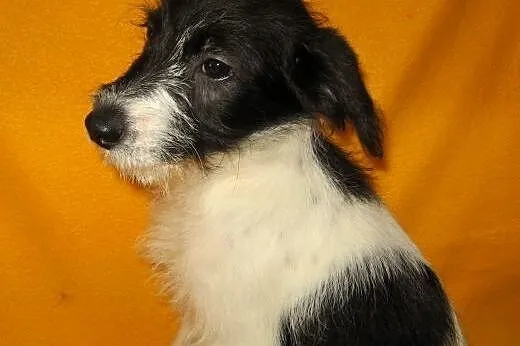 Malenki 3 miesieczny szorstkowlosy piesek,adopcja!