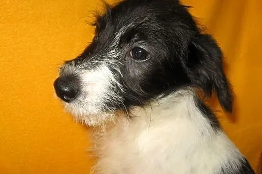 Malenki 3 miesieczny szorstkowlosy piesek,adopcja!
