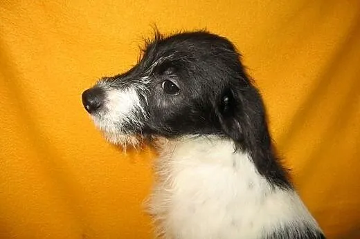 Malenki 3 miesieczny szorstkowlosy piesek,adopcja!