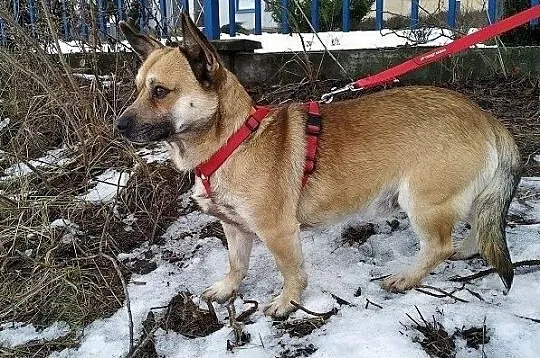 PEPE,6kg,mały,łagodny,szczepiony piesek.ADOPCJA, Małopolskie, Kraków