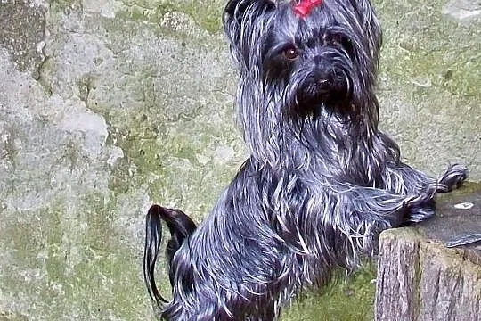 York ,yorki Kraków po pięknych rodzicach Na Walent