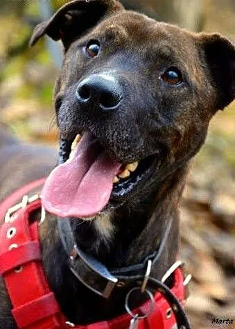 Tosiek za mało rasowy za bardzo amstaff owy by zna