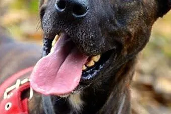 Tosiek za mało rasowy za bardzo amstaff owy by zna