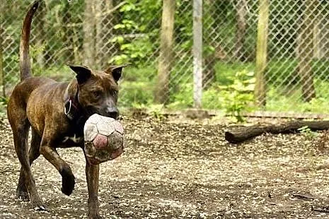 Tosiek za mało rasowy za bardzo amstaff owy by zna