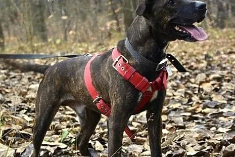 Tosiek za mało rasowy za bardzo amstaff owy by zna