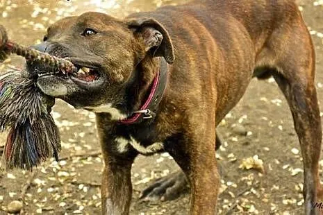 Tosiek za mało rasowy za bardzo amstaff owy by zna