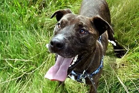 Tosiek za mało rasowy za bardzo amstaff owy by zna
