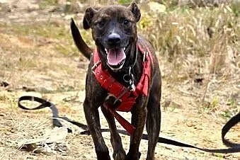 Tosiek za mało rasowy za bardzo amstaff owy by zna