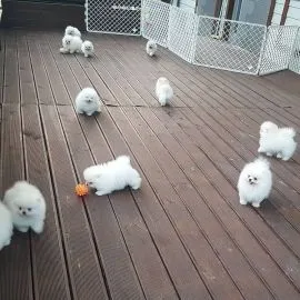 Pomeraniana Szczenięta miniaturowe dostępne dla kochających domów.