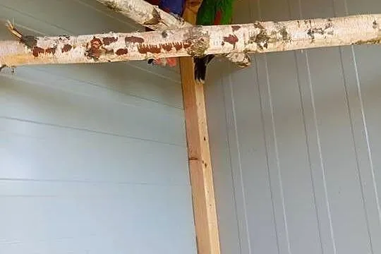 Lory para, Łódzkie, Wrzesiny