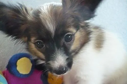 Papillon Spaniel Kontynentalny - Szczenięta Rodowó