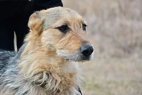 Boska sunia RONIA czeka na Ciebie w Sejnach,  warm