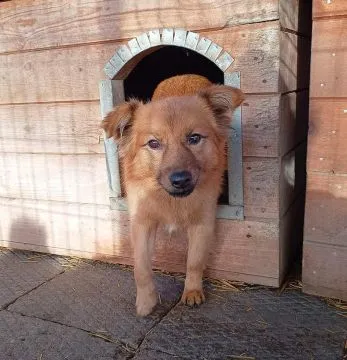 Fauna - nieduża, delikatna sunia szuka domu!  Fauna to niewielkich rozmiarów suczka w wieku około 4
