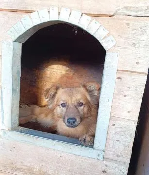 Fauna - nieduża, delikatna sunia szuka domu!  Fauna to niewielkich rozmiarów suczka w wieku około 4, , Warszawa