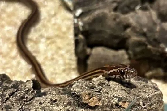 Wąż zbożowy SAMICA, Wielkopolskie, Ostrów Wielkopolski