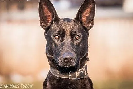 OTOZ Animals - Kora - przywiązana do słupa. Cudna 