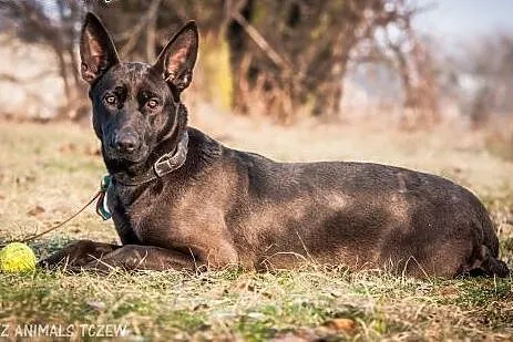 OTOZ Animals - Kora - przywiązana do słupa. Cudna 