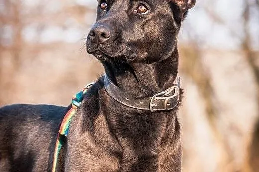 OTOZ Animals - Kora - przywiązana do słupa. Cudna 