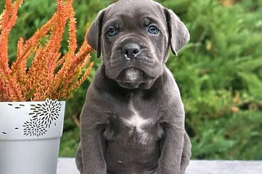 Szczeniaki Cane Corso ZKwP FCI, Mazowieckie, Gończyce