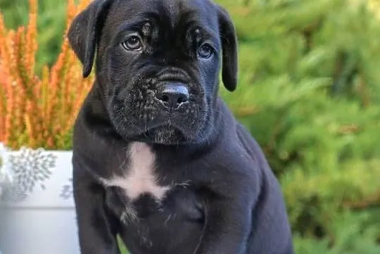 Szczeniaki Cane Corso ZKwP FCI, Mazowieckie, Gończyce