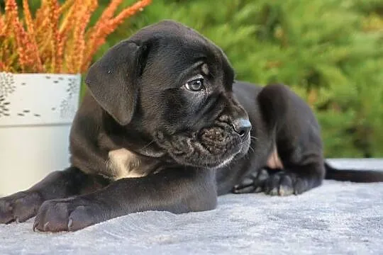 Szczeniaki Cane Corso ZKwP FCI, Mazowieckie, Gończyce