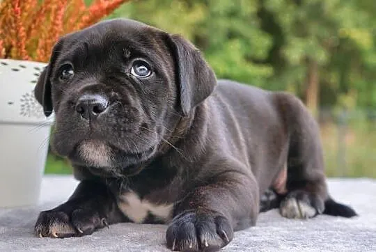 Szczeniaki Cane Corso ZKwP FCI, Mazowieckie, Gończyce