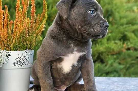 Szczeniaki Cane Corso ZKwP FCI, Mazowieckie, Gończyce