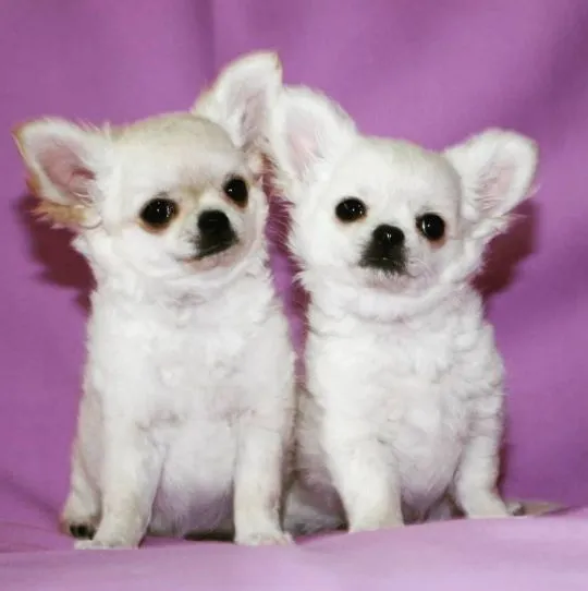 Szczeniak chihuahua, idealny dla Ciebie i Twoich dzieci.///////////////////////////////, Śląskie, Sosnowiec
